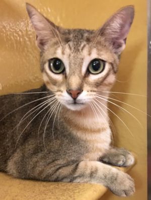 Abby is a 2 year-old Abyssinian mix with striking green eyes and a winning sweet personality She i