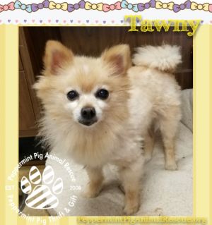 Tawny ADOPTION PENDING