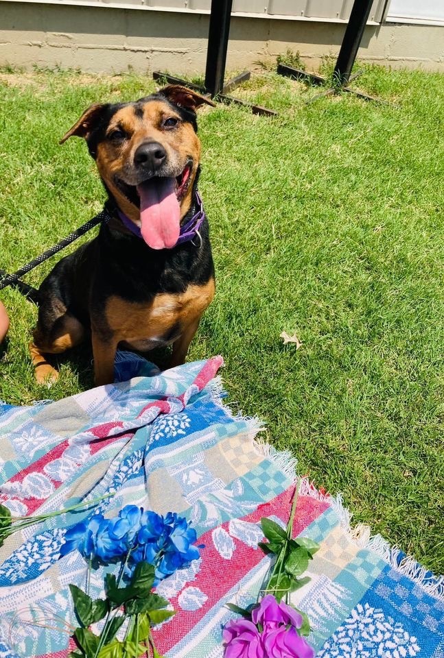 Sparky--- SPONSORED, an adoptable Rottweiler, Labrador Retriever in Hopkinsville, KY, 42240 | Photo Image 2