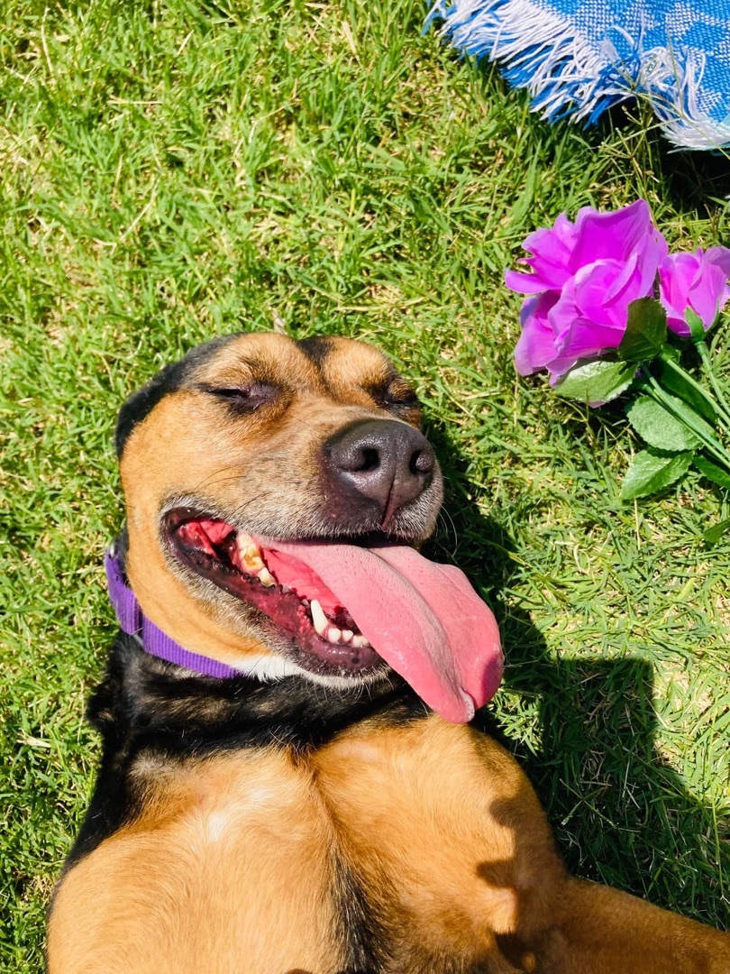 Sparky--- SPONSORED, an adoptable Rottweiler, Labrador Retriever in Hopkinsville, KY, 42240 | Photo Image 1