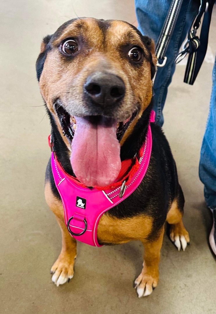 Sparky--- SPONSORED, an adoptable Rottweiler, Labrador Retriever in Hopkinsville, KY, 42240 | Photo Image 3