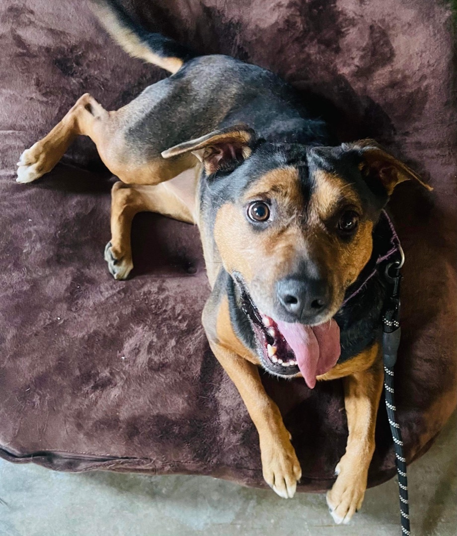 Sparky--- SPONSORED, an adoptable Rottweiler, Labrador Retriever in Hopkinsville, KY, 42240 | Photo Image 5