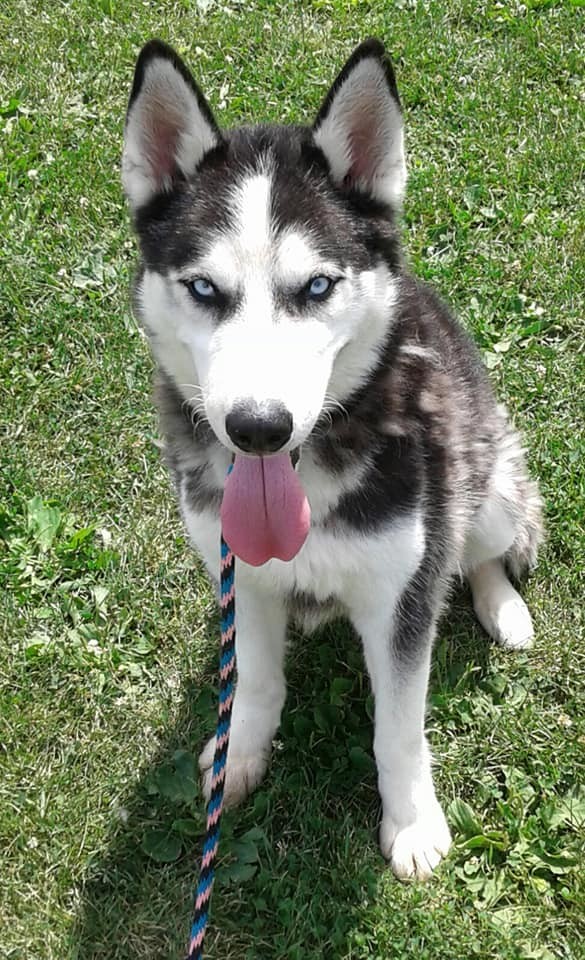 Walker, an adoptable Siberian Husky, Husky in Harvard, IL, 60033 | Photo Image 1