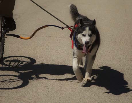 Walker, an adoptable Siberian Husky, Husky in Harvard, IL, 60033 | Photo Image 4