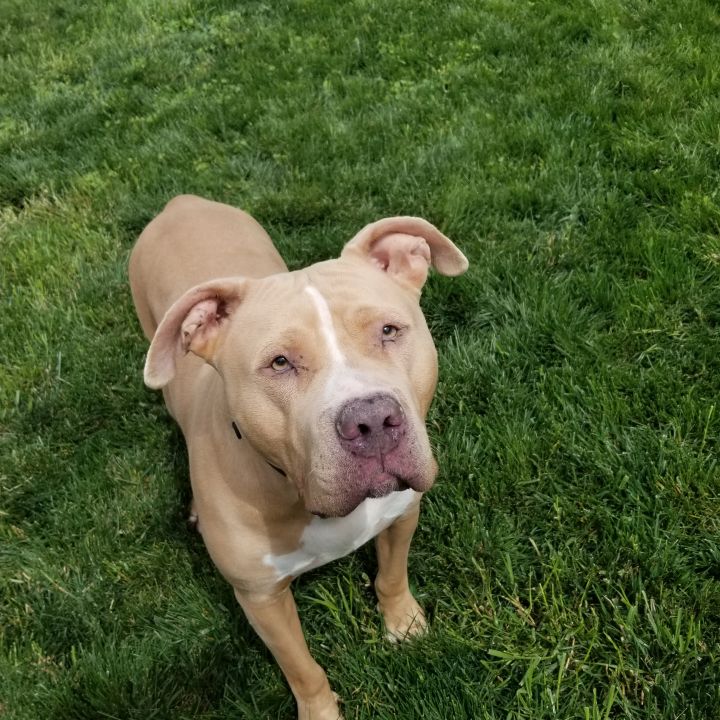 pitbull mix bullmastiff