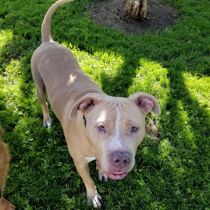 bullmastiff mixed with pitbull