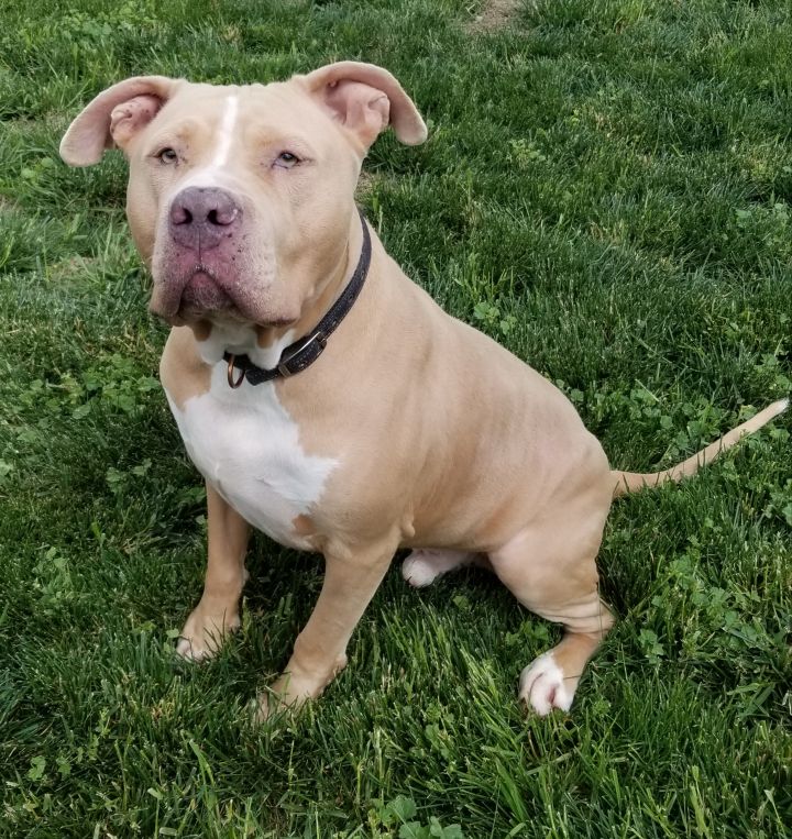 pitbull mix bullmastiff