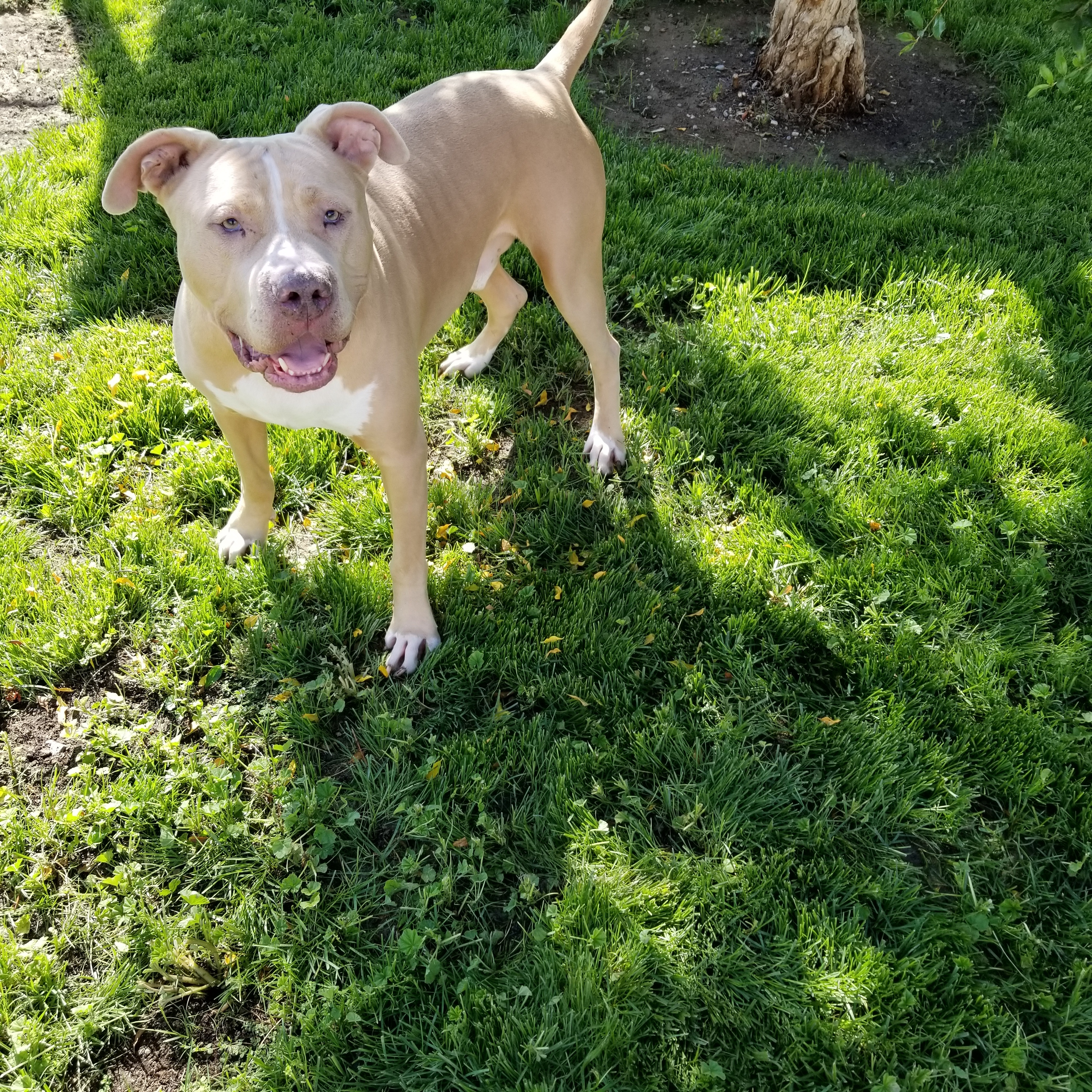 Luca, an adoptable Bullmastiff, Pit Bull Terrier in Cantua Creek, CA, 93608 | Photo Image 5