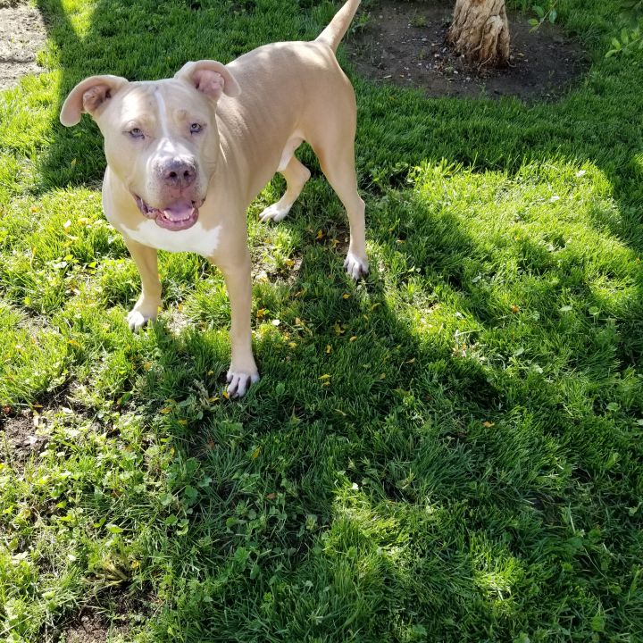 whats the difference between a bullmastiff and a bull terrier