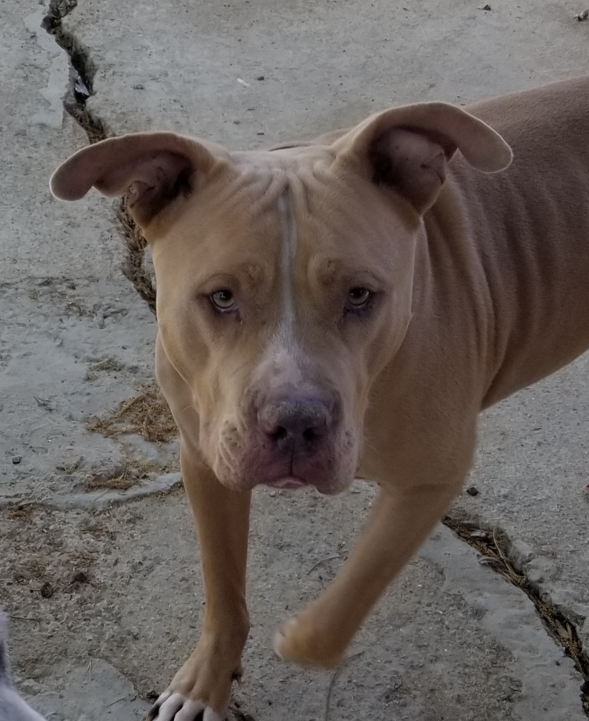 Luca, an adoptable Bullmastiff, Pit Bull Terrier in Cantua Creek, CA, 93608 | Photo Image 1