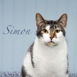 Simon needs his hero to come for him He has been at our shelter for more than 5 years He