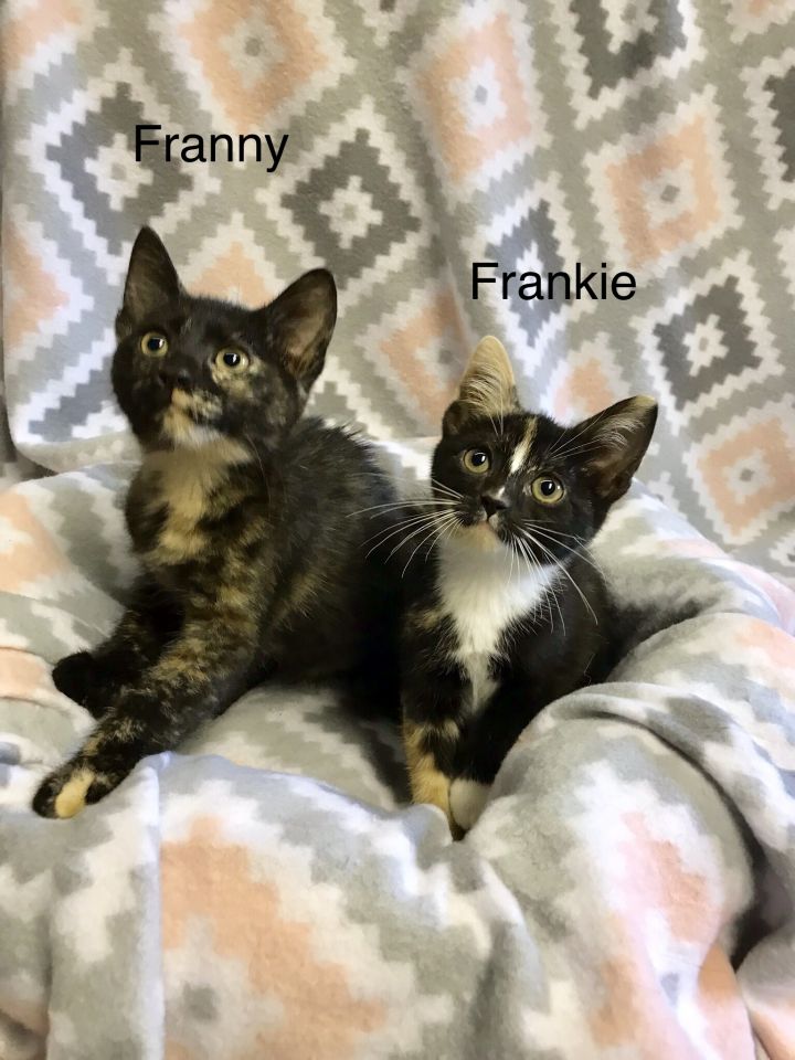 Freas, Franny & Frankie 2