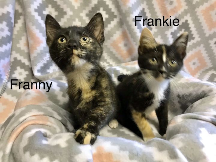 Freas, Franny & Frankie 3