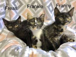 Freas, Franny & Frankie