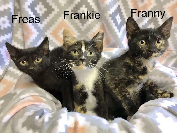 Freas, Franny & Frankie 1