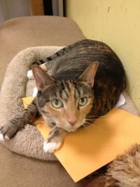 Jazzy Jo, an adoptable Torbie in Fort Lauderdale, FL, 33315 | Photo Image 2