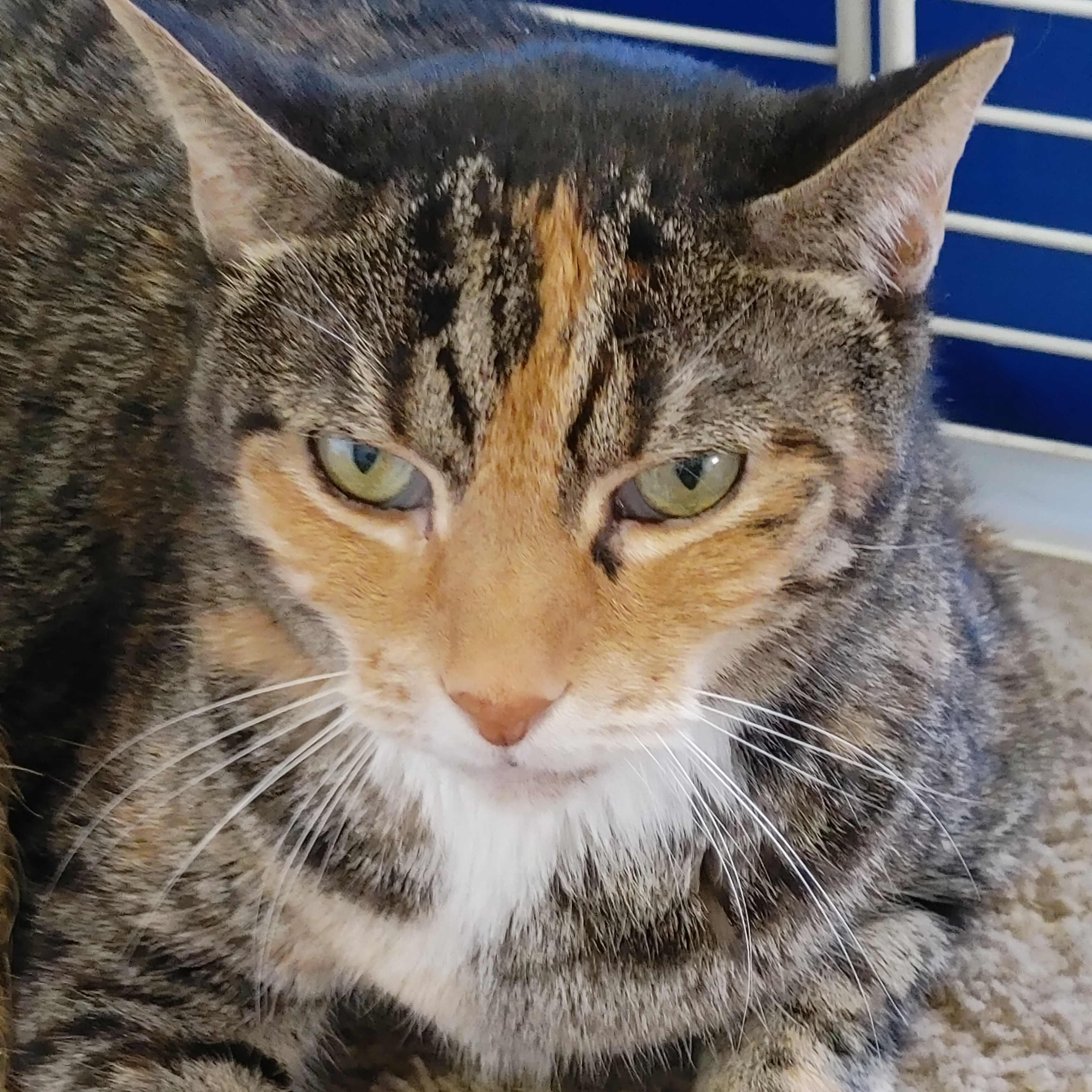 Jazzy Jo, an adoptable Torbie in Fort Lauderdale, FL, 33315 | Photo Image 1
