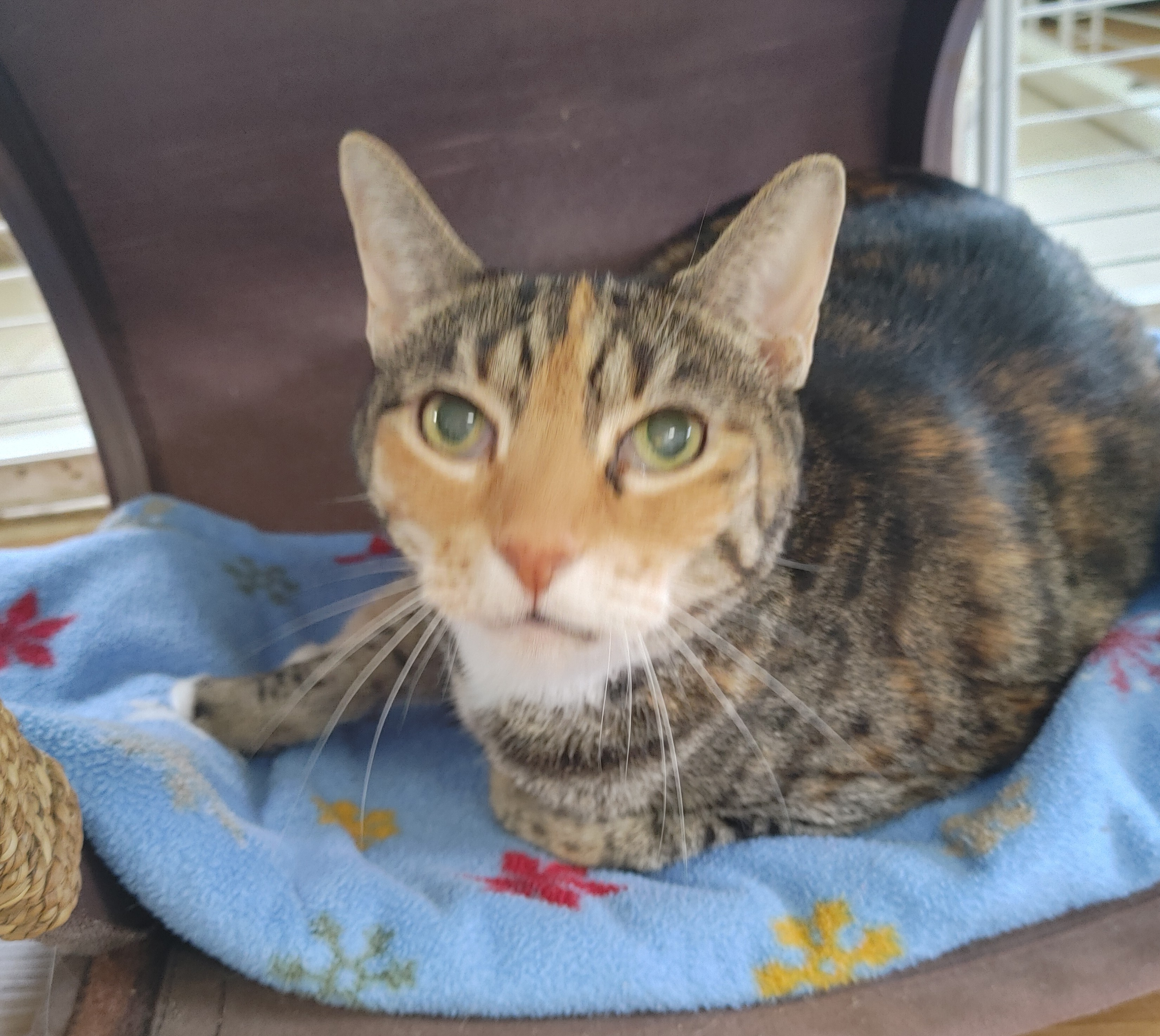 Jazzy Jo, an adoptable Torbie in Fort Lauderdale, FL, 33315 | Photo Image 4