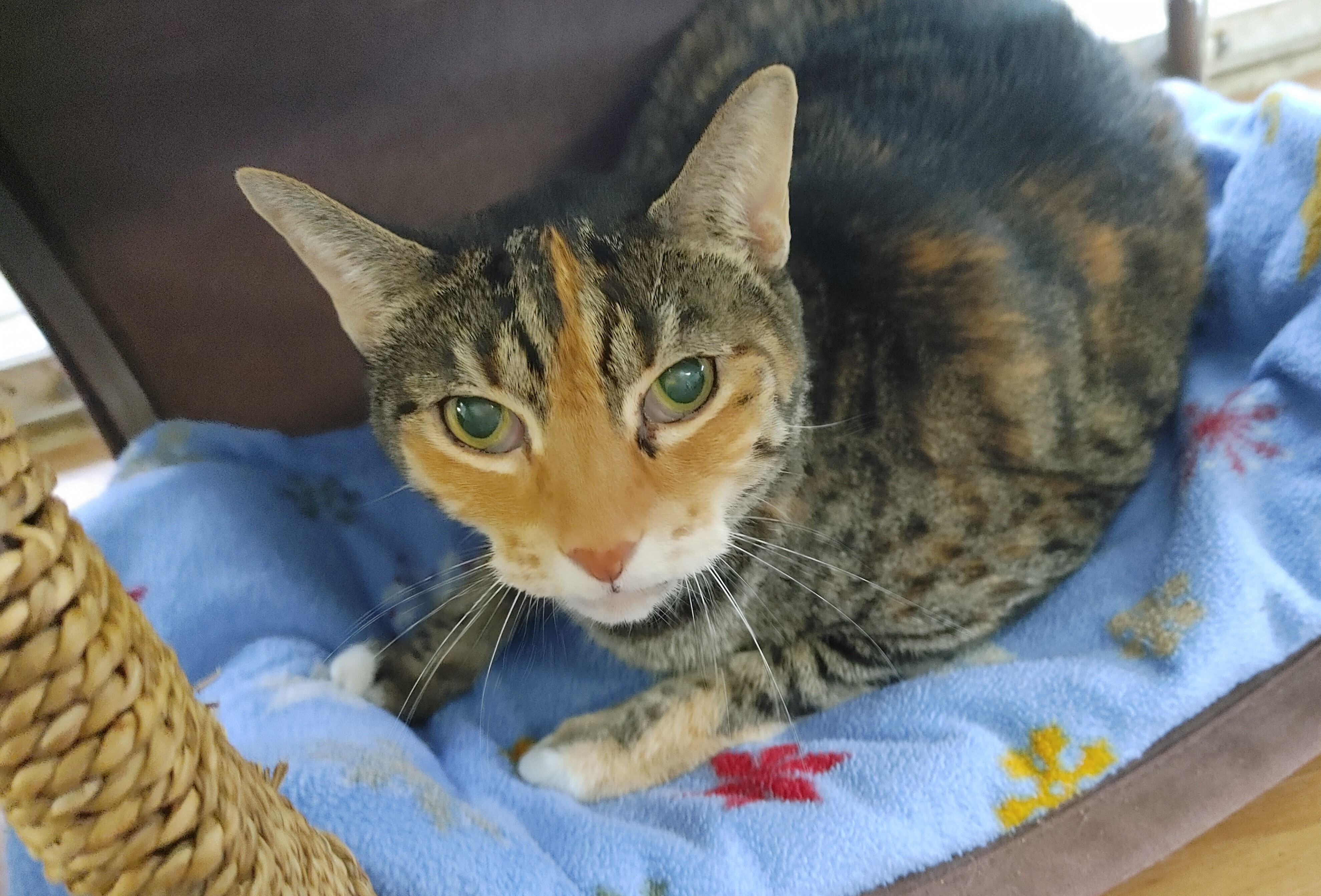 Jazzy Jo, an adoptable Torbie in Fort Lauderdale, FL, 33315 | Photo Image 5