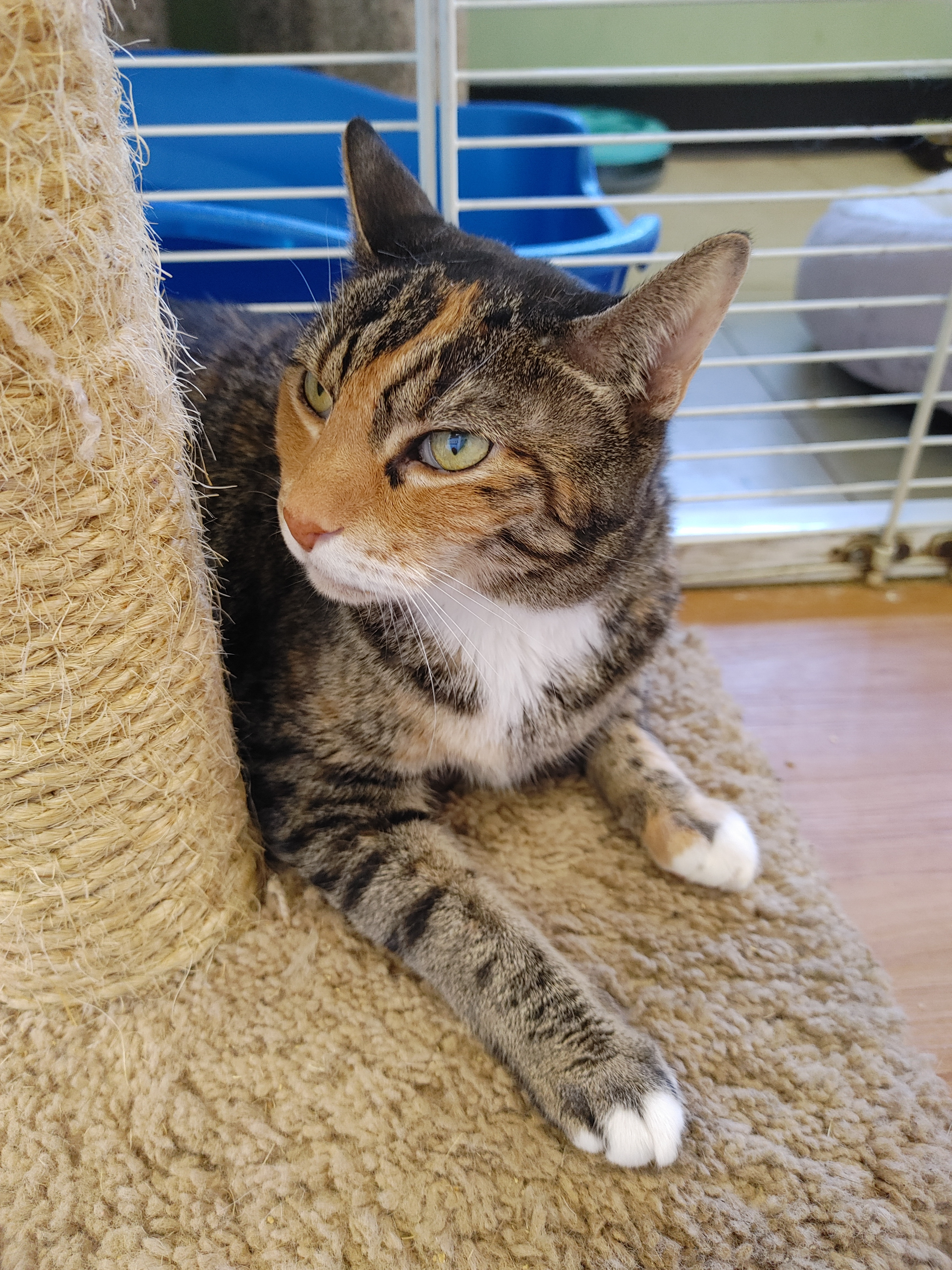 Jazzy Jo, an adoptable Torbie in Fort Lauderdale, FL, 33315 | Photo Image 6