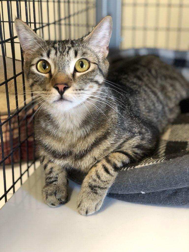 animal shelters las cruces nm on Cat For Adoption George A Domestic Short Hair Tabby Mix In Las Cruces Nm Petfinder