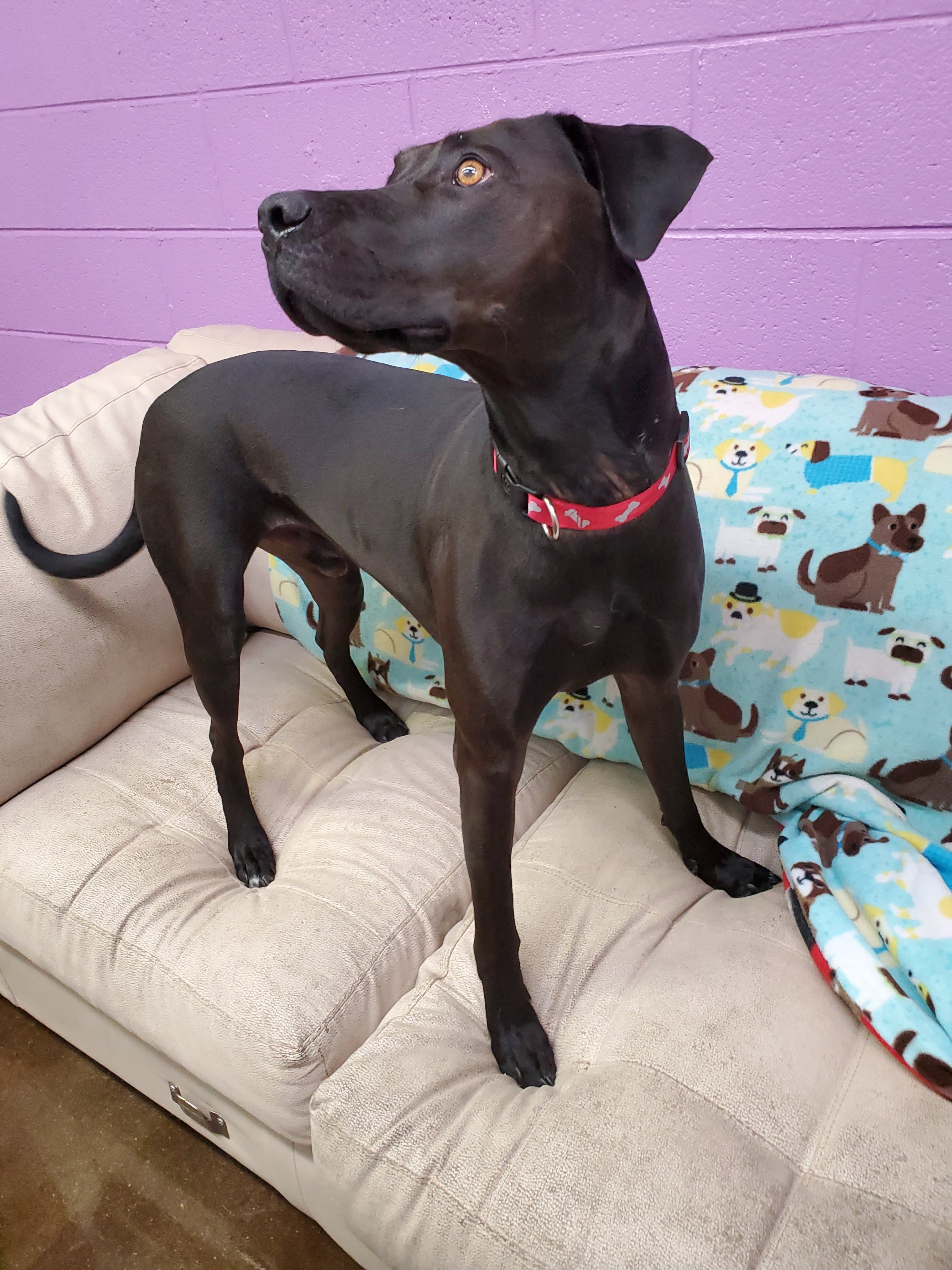 Duke, an adoptable Labrador Retriever, Hound in Aurora, MO, 65605 | Photo Image 2