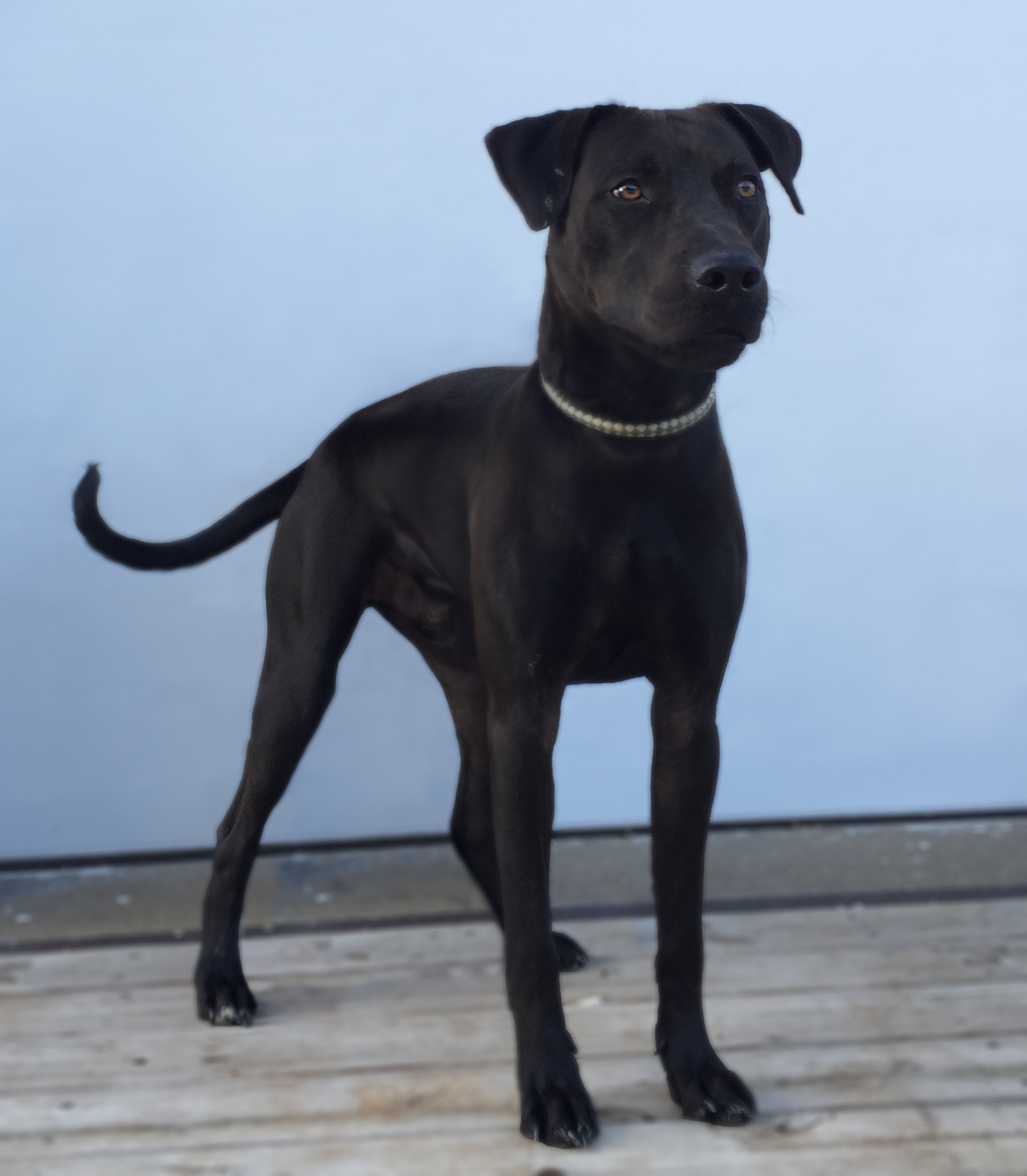 Duke, an adoptable Labrador Retriever, Hound in Aurora, MO, 65605 | Photo Image 1