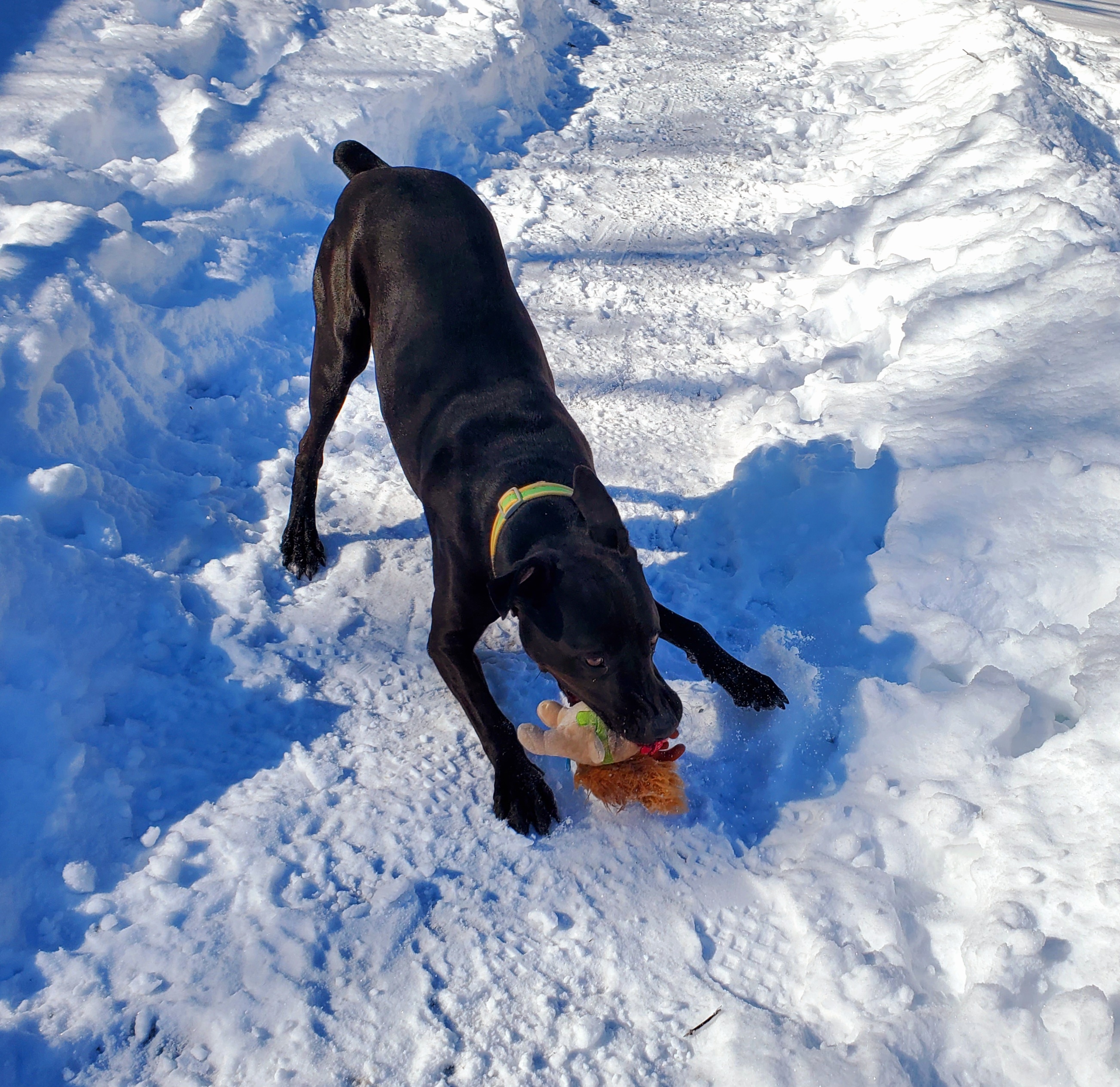 Duke, an adoptable Labrador Retriever, Hound in Aurora, MO, 65605 | Photo Image 3