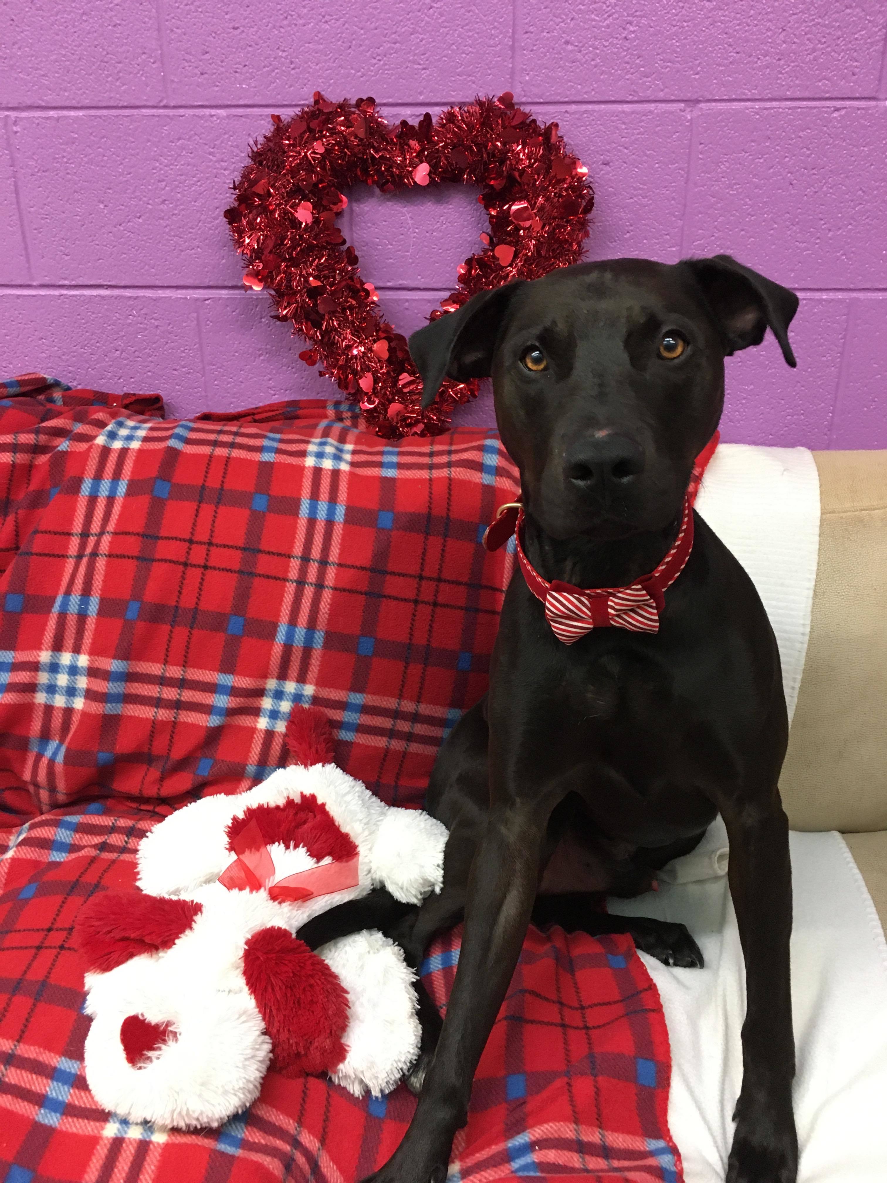 Duke, an adoptable Labrador Retriever, Hound in Aurora, MO, 65605 | Photo Image 4