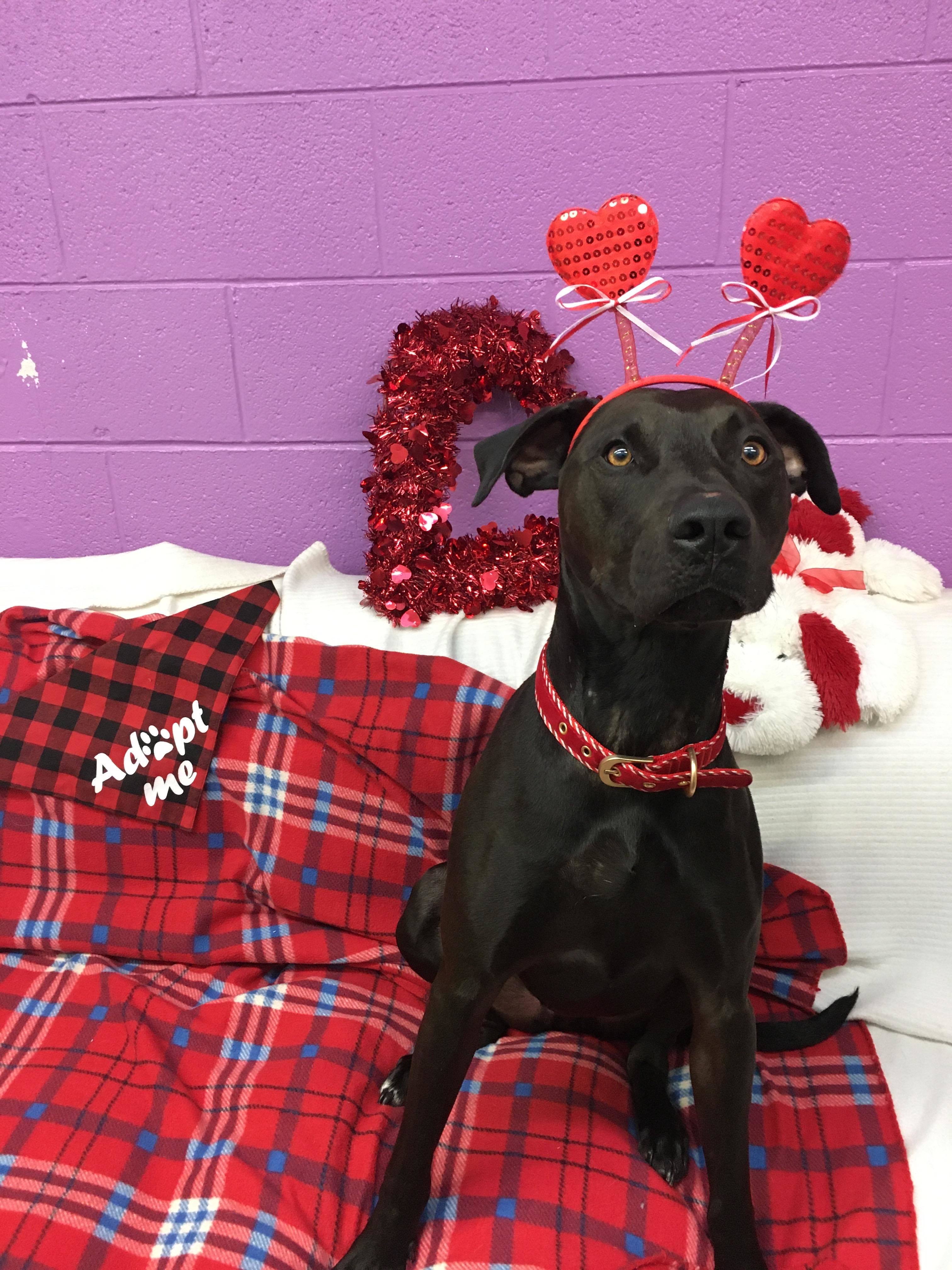 Duke, an adoptable Labrador Retriever, Hound in Aurora, MO, 65605 | Photo Image 5