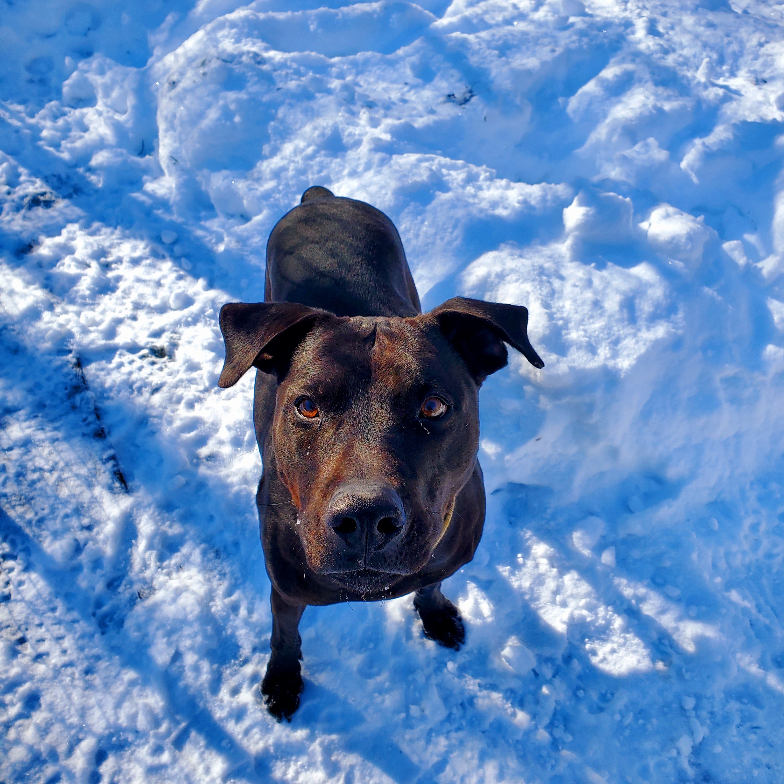 Duke, an adoptable Labrador Retriever, Hound in Aurora, MO, 65605 | Photo Image 6