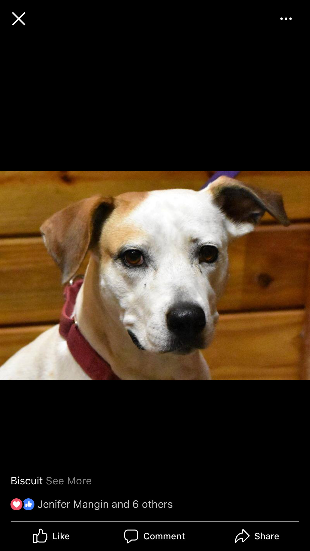 Biscuit, an adoptable Beagle, Labrador Retriever in Palm City, FL, 34990 | Photo Image 2