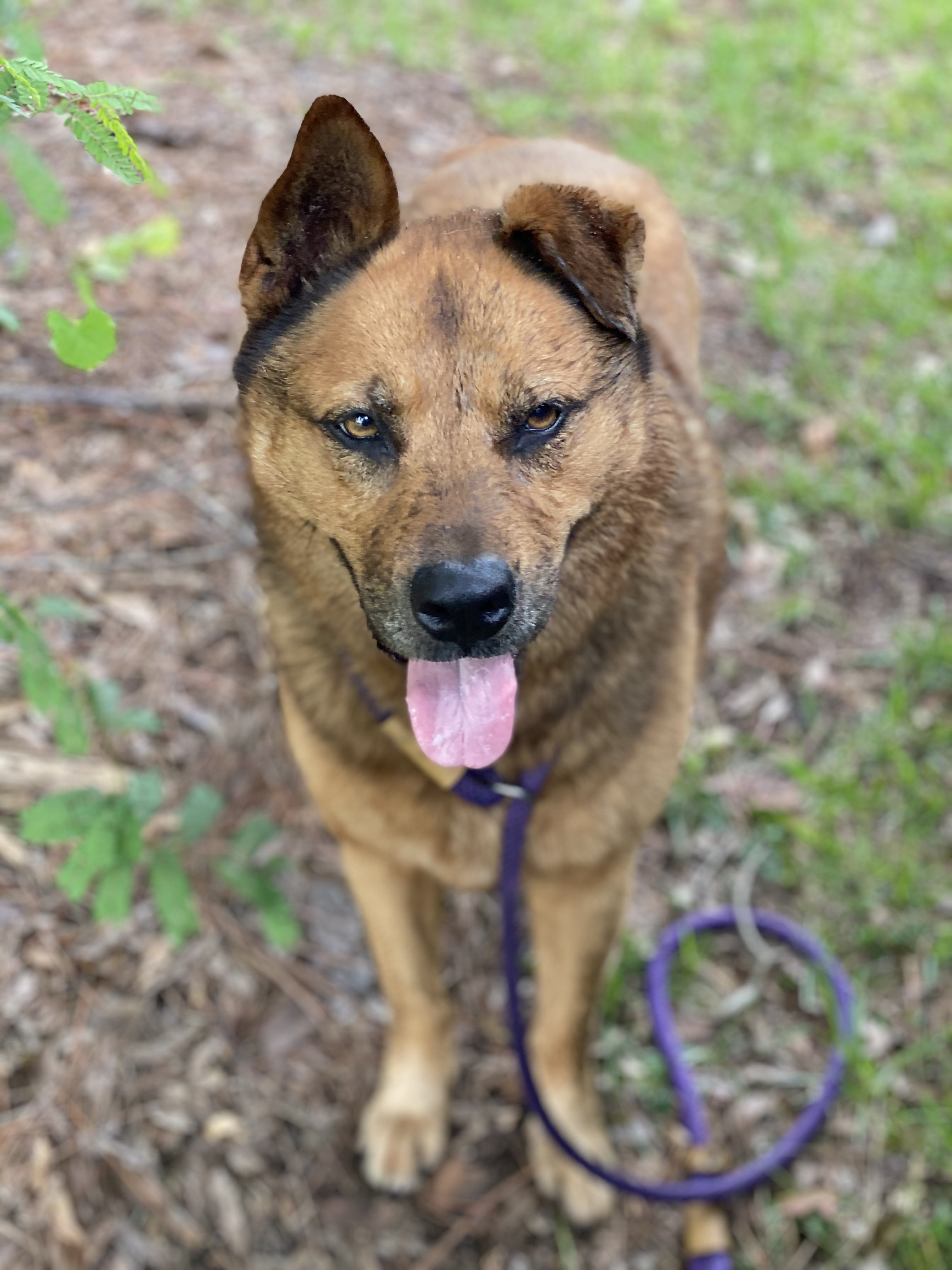 Sam, an adoptable German Shepherd Dog, Chow Chow in Palm City, FL, 34990 | Photo Image 2