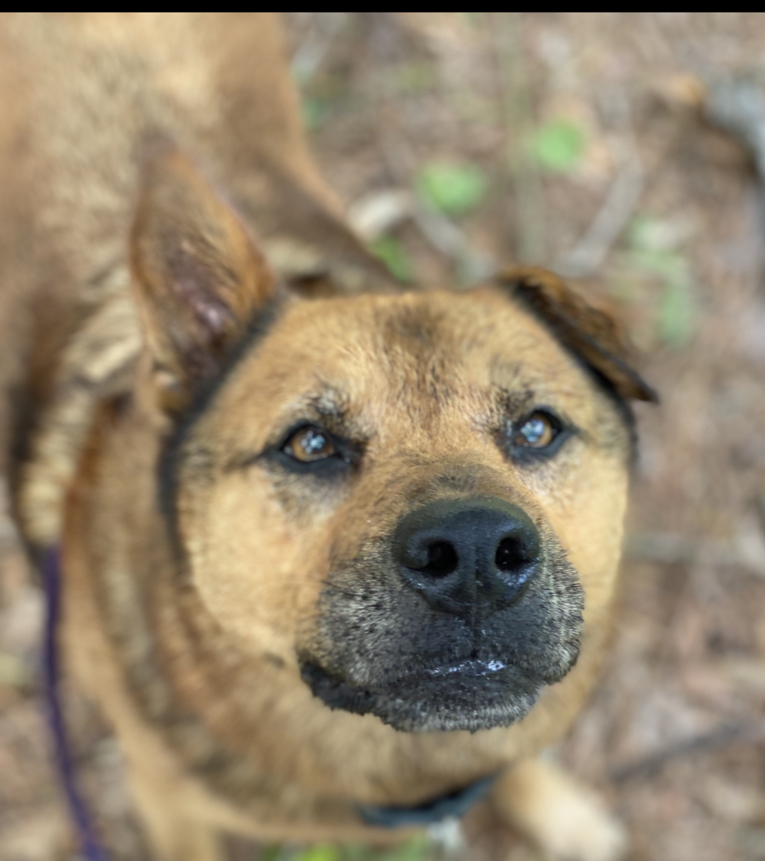 Sam, an adoptable German Shepherd Dog, Chow Chow in Palm City, FL, 34990 | Photo Image 1