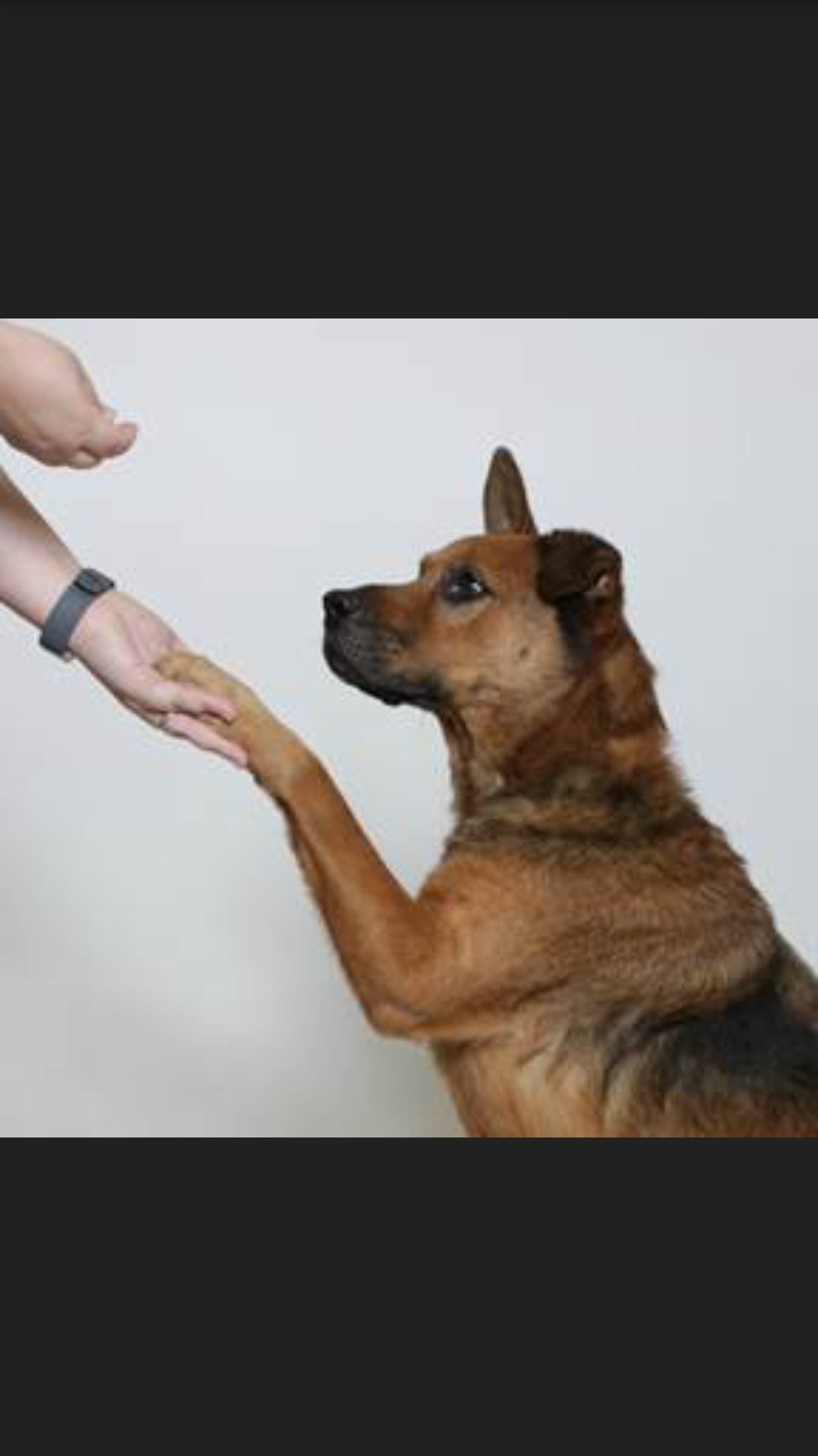 Sam, an adoptable German Shepherd Dog, Chow Chow in Palm City, FL, 34990 | Photo Image 3