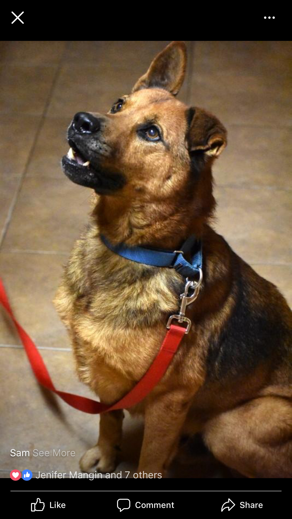 Sam, an adoptable German Shepherd Dog, Chow Chow in Palm City, FL, 34990 | Photo Image 4