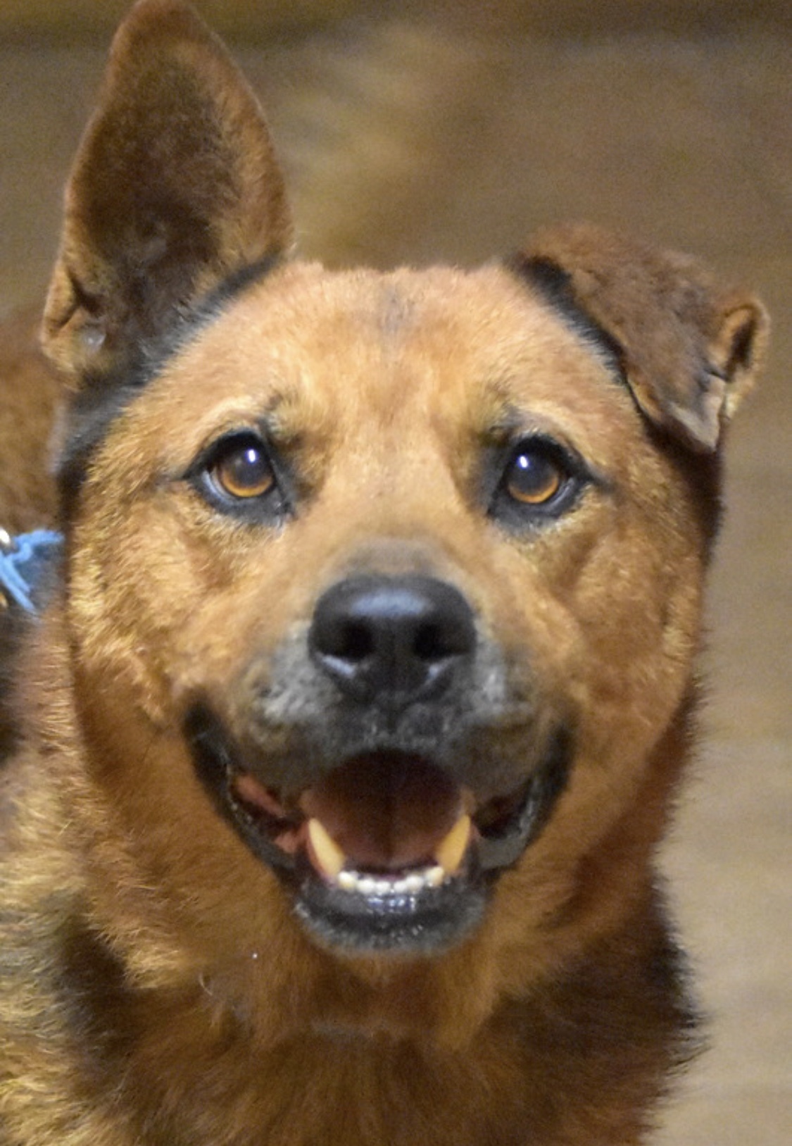 Sam, an adoptable German Shepherd Dog, Chow Chow in Palm City, FL, 34990 | Photo Image 5