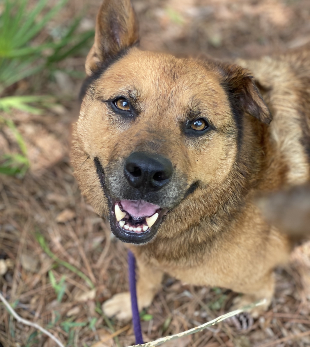 Sam, an adoptable German Shepherd Dog, Chow Chow in Palm City, FL, 34990 | Photo Image 6