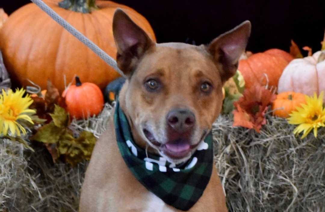 Taz, an adoptable American Staffordshire Terrier in Palm City, FL, 34990 | Photo Image 1