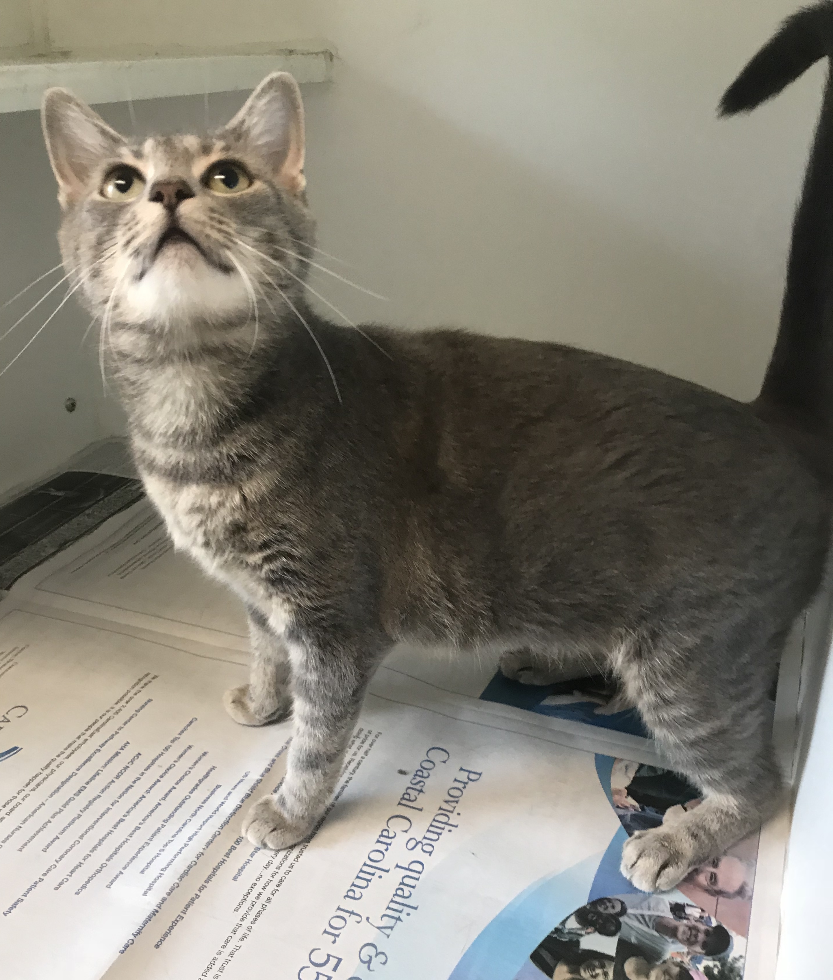 Harley, an adoptable Domestic Short Hair in Newport, NC, 28570 | Photo Image 6