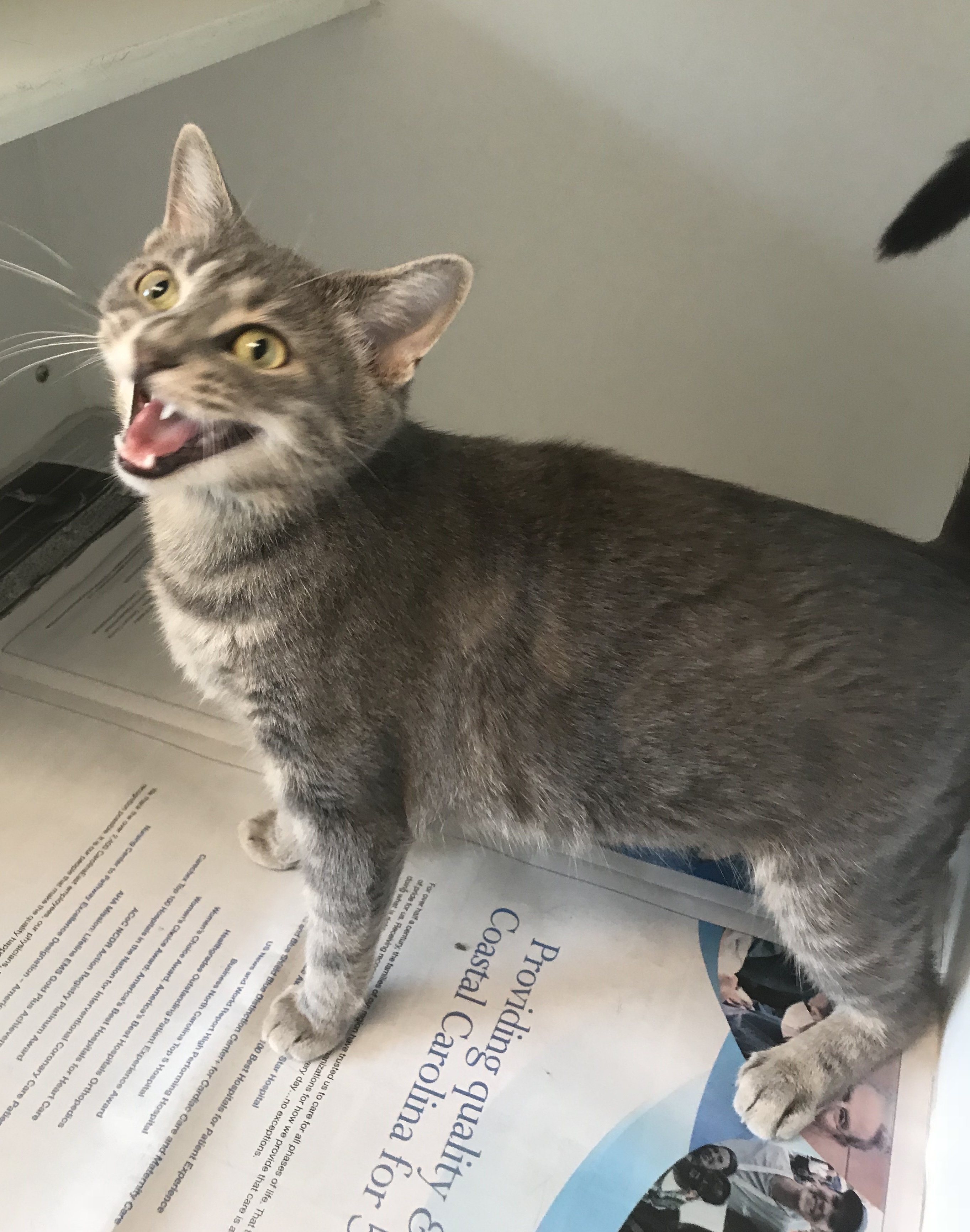 Harley, an adoptable Domestic Short Hair in Newport, NC, 28570 | Photo Image 7