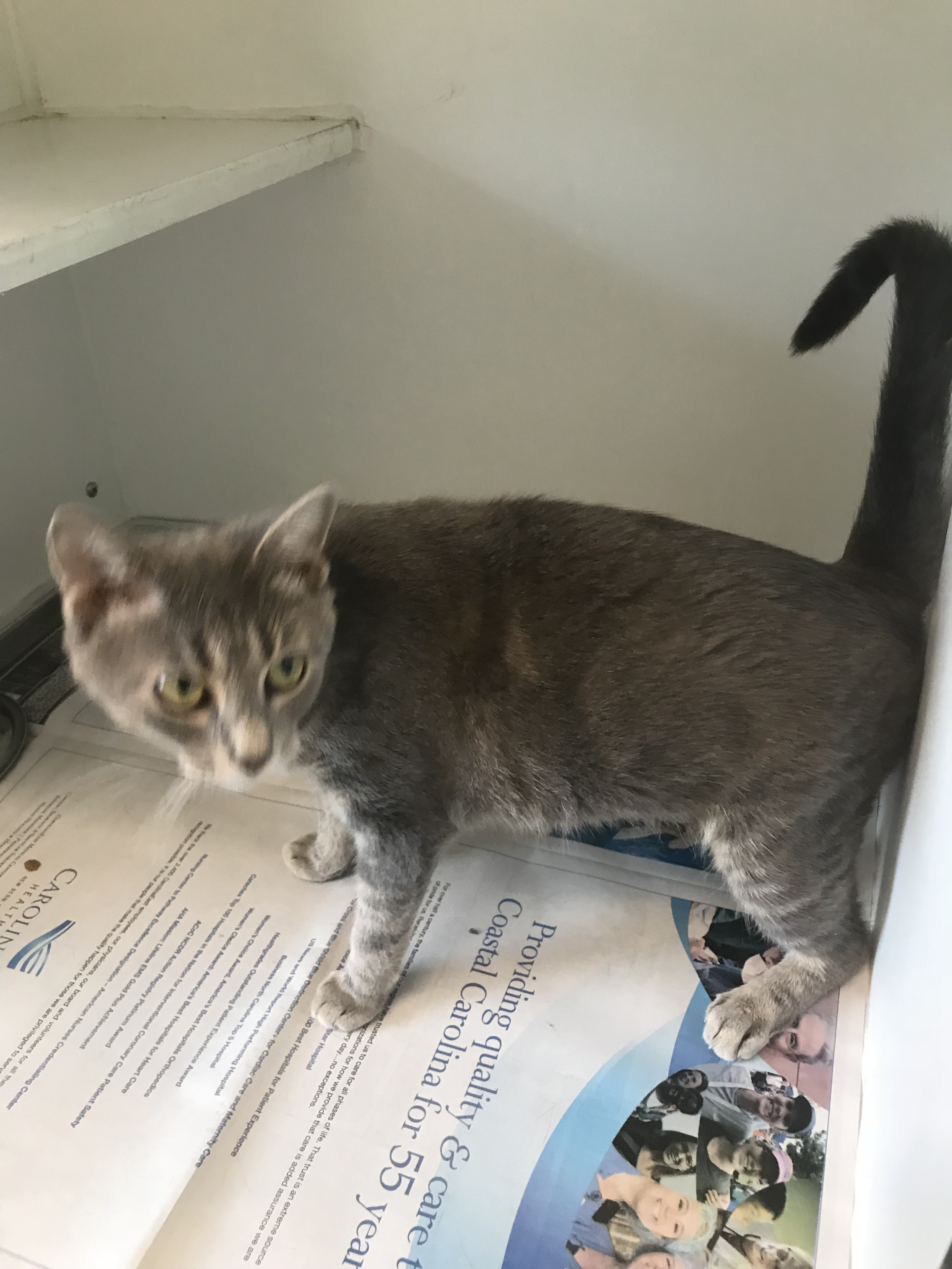 Harley, an adoptable Domestic Short Hair in Newport, NC, 28570 | Photo Image 8