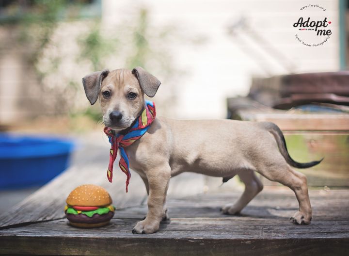 Galileo, an adopted Dachshund & Miniature Pinscher Mix in Kingwood, TX_image-2