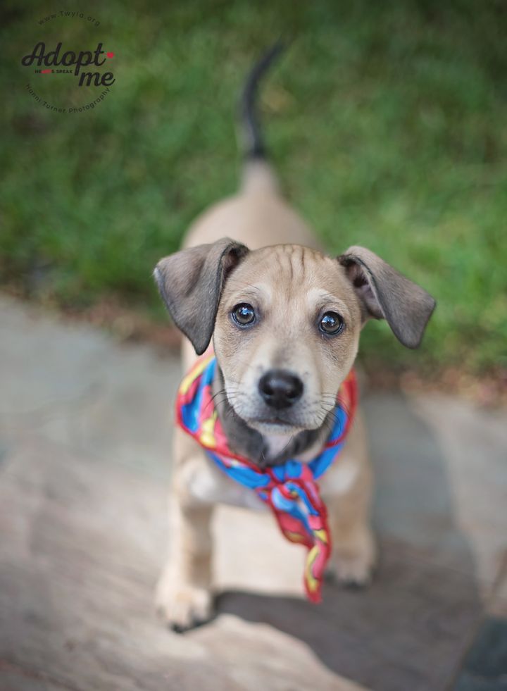 Galileo, an adopted Dachshund & Miniature Pinscher Mix in Kingwood, TX_image-3