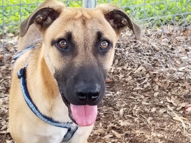 Dog For Adoption Sunny A Black Mouth Cur German Shepherd Dog