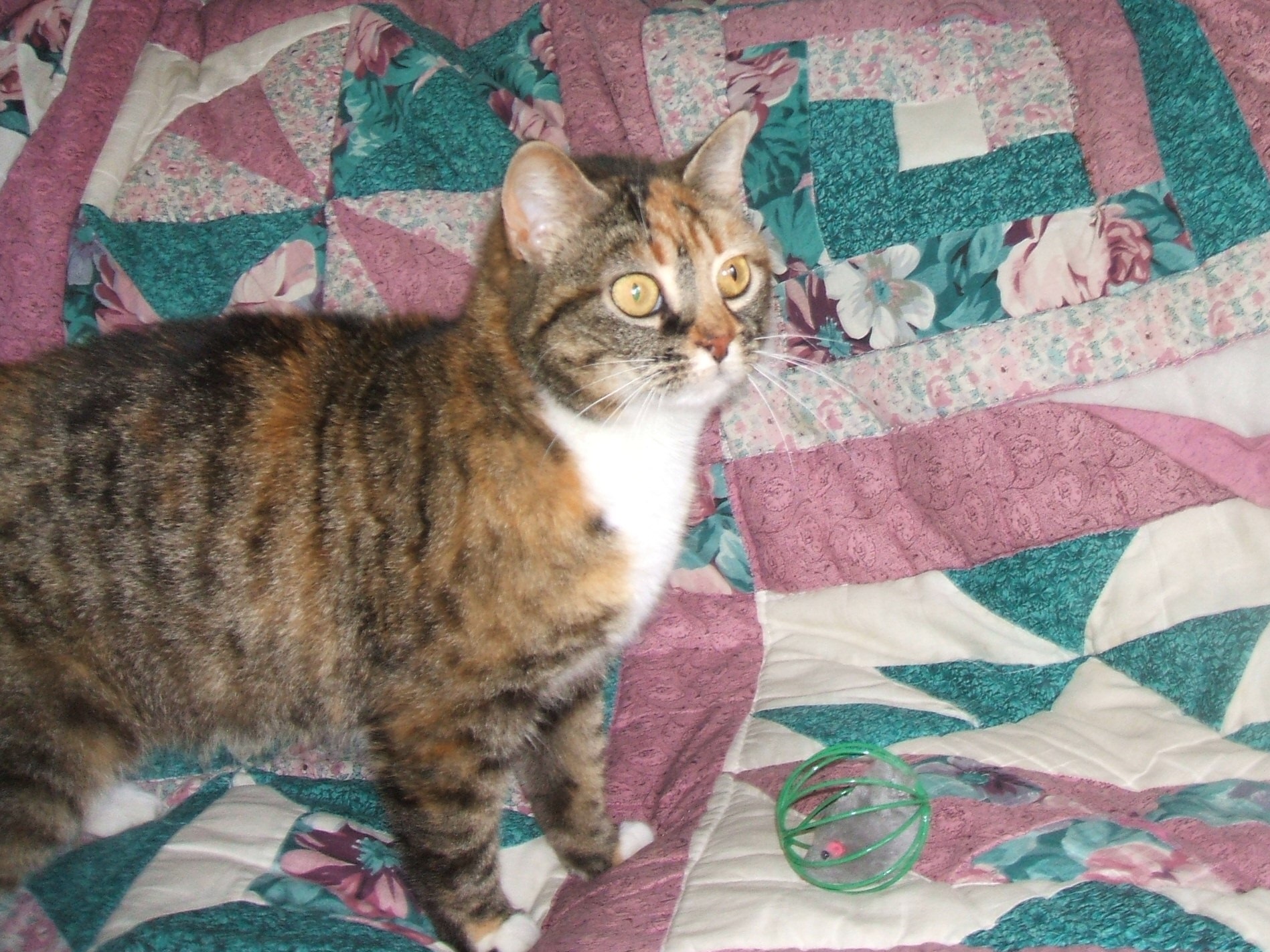 Amber, an adoptable Calico in Belfast, NY, 14739 | Photo Image 2