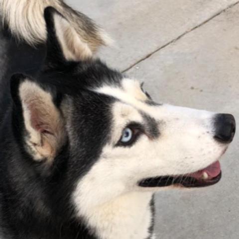 Dog For Adoption Lorelai A Siberian Husky In Carol Stream Il Petfinder