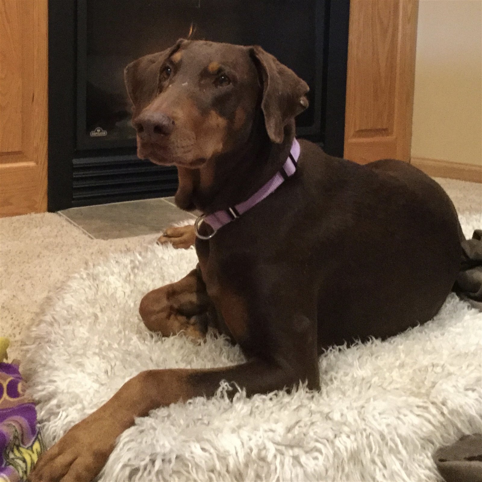 Sunny - Forever Foster, an adoptable Doberman Pinscher in Minneapolis, MN, 55403 | Photo Image 1