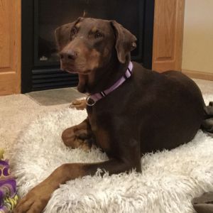 Sunny - Forever Foster, Senior Female unknown