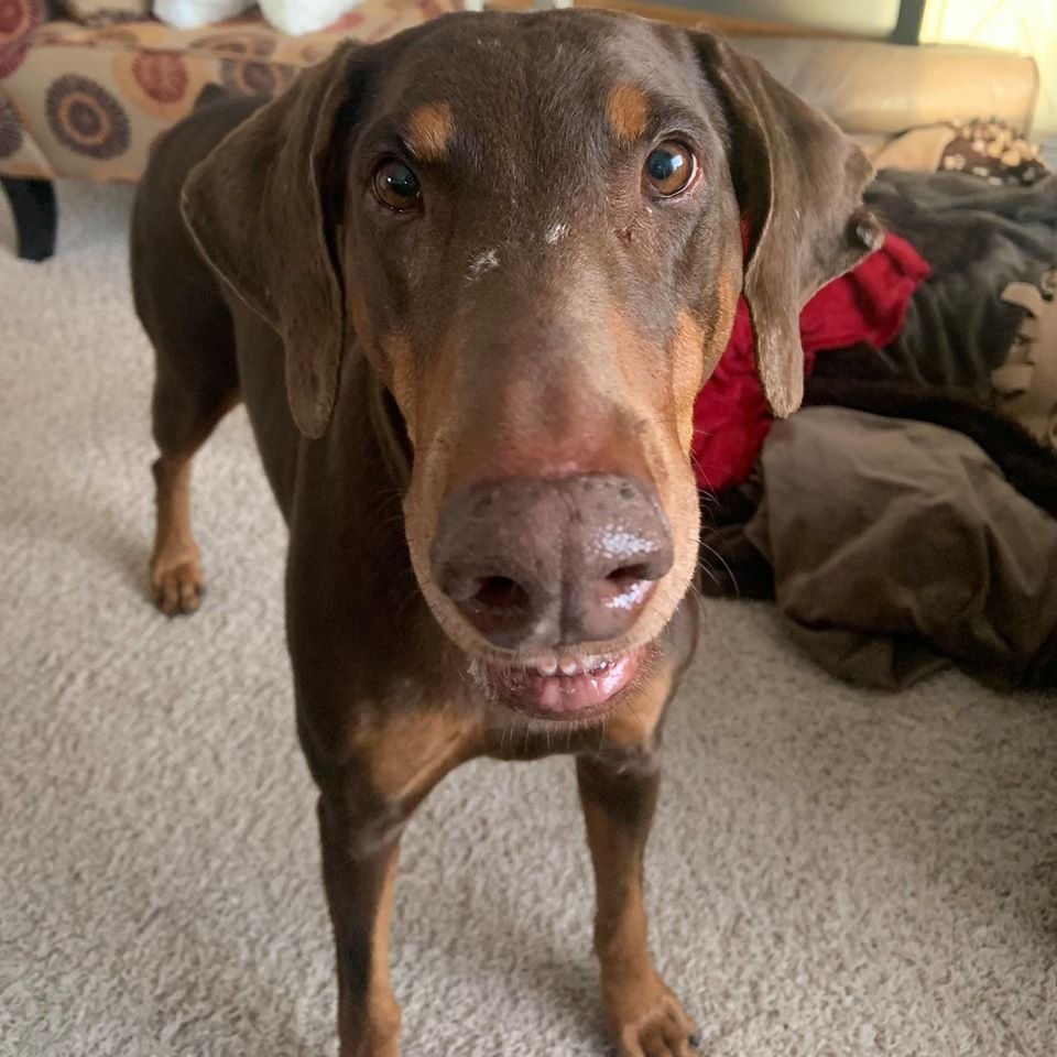 Sunny - Forever Foster, an adoptable Doberman Pinscher in Minneapolis, MN, 55403 | Photo Image 2